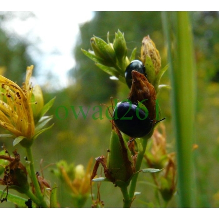 Chrysolina varians (Schaller, 1783) Złotka dziurawcówka